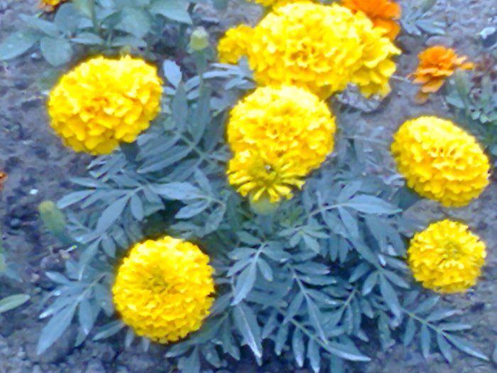 gulzor 2