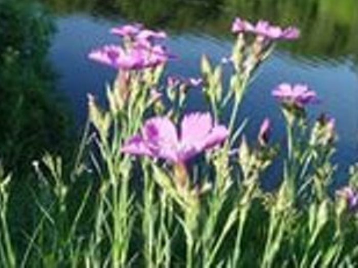 muxallas